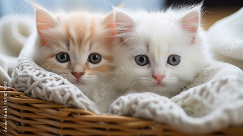 two cute fluffy long-haired cats on a knitted blanket in a wicker basket, kittens, pets, domestic, postcard, wallpaper, animal, care, eyes, whiskers, wool, comfort, home, portrait, feline © Julia Zarubina
