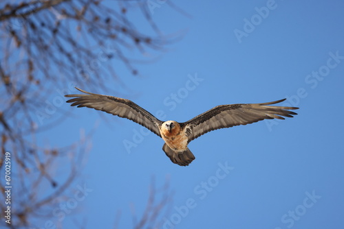 Bearded vulture in the immense blue