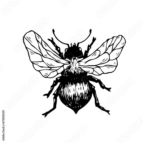 Sketch, guarding a honey bee. Vector graphics.