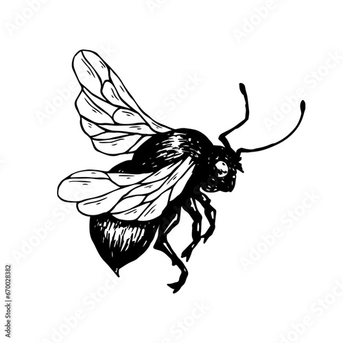Sketch, guarding a honey bee. Vector graphics.