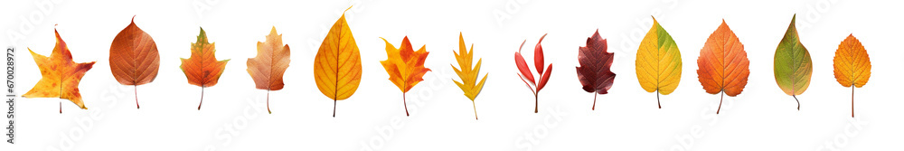 set of leaves isolated on transparent background set of leaves isolated on transparent background