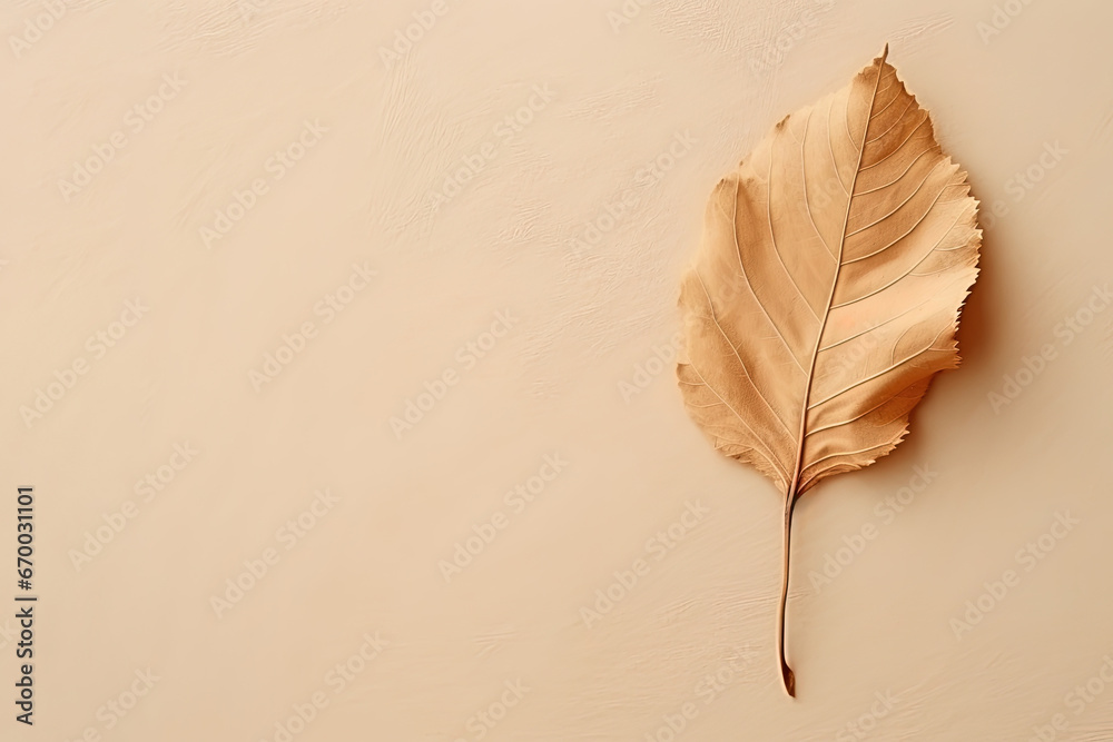 Autumn dried leaf on a beige background with copy space Autumn dried leaf on a beige background with copy space