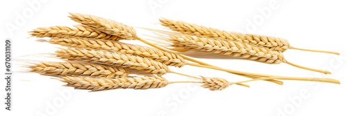 set of wheat ears isolated on a transparent background