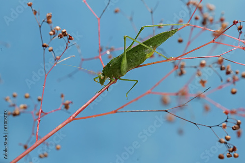 A long-legged grasshopper is foraging on wildflowers. This insect has the scientific name Mecopoda nipponensis. photo