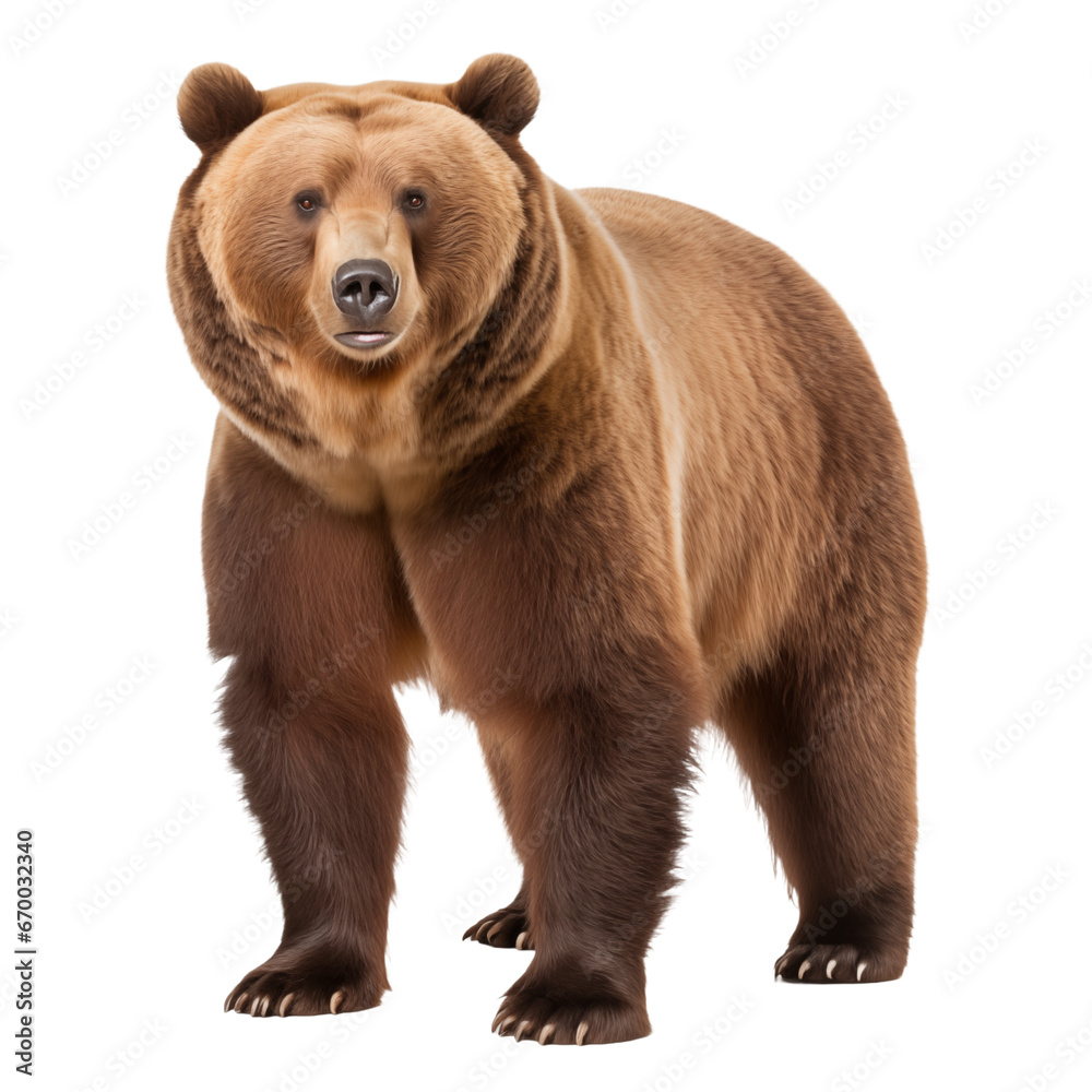 Fototapeta premium Bear made with generative AI - transparant background - png