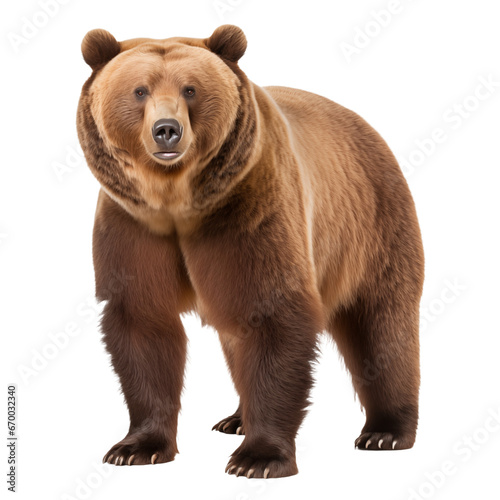 Bear made with generative AI - transparant background - png © Jorrit