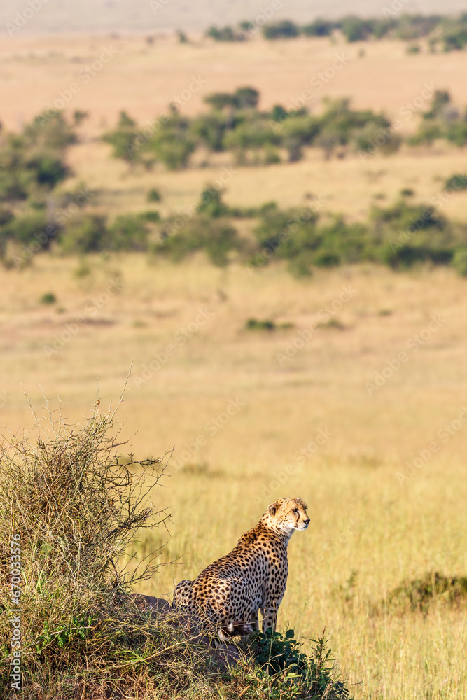 Cheetah sitting on a hill looking out over the savanna in Africa Cheetah sitting on a hill looking out over the savanna in Africa