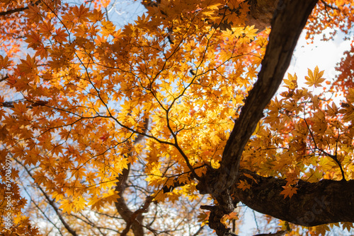 秋の南八ヶ岳の紅葉