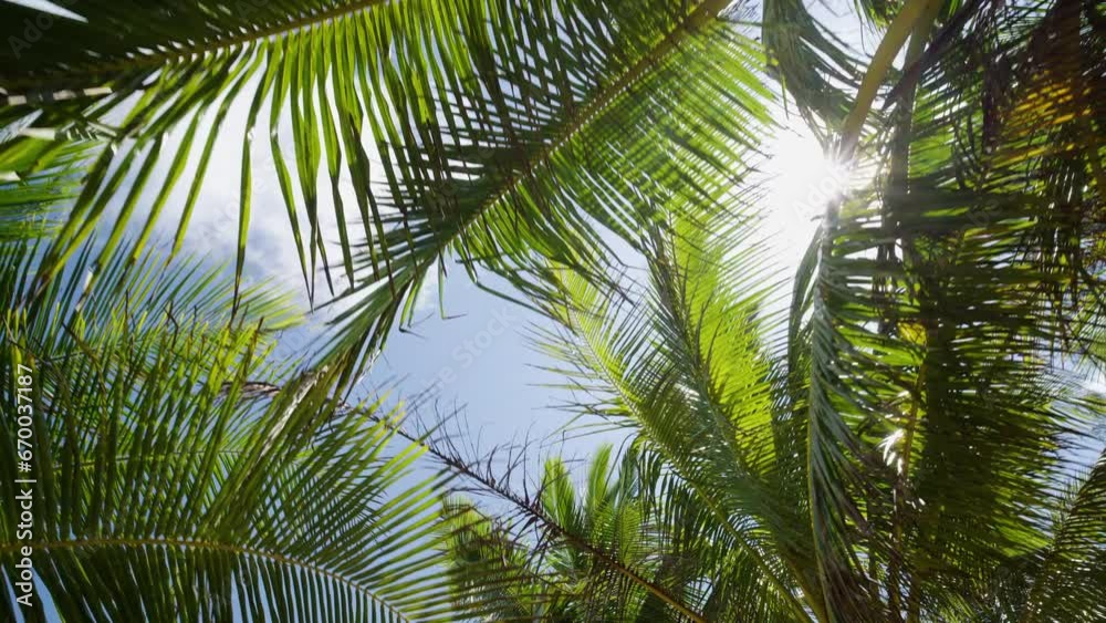 Green palm trees row against sun sky. Tropical Palm tree island summer paradise. Green palm trees row against sun sky. Tropical Palm tree island summer paradise.