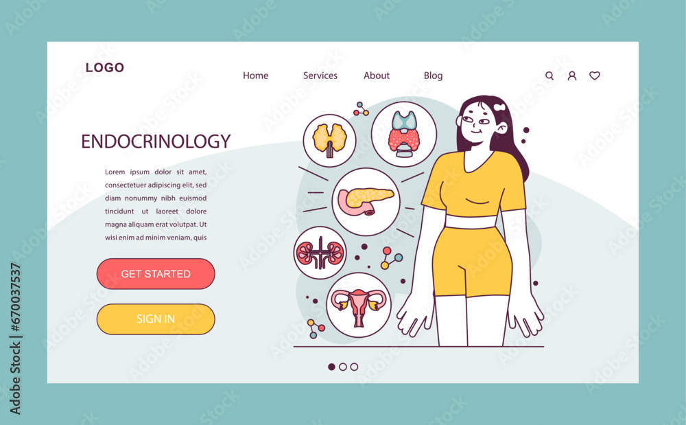 Endocrinology web banner or landing page. Endocrine system organs