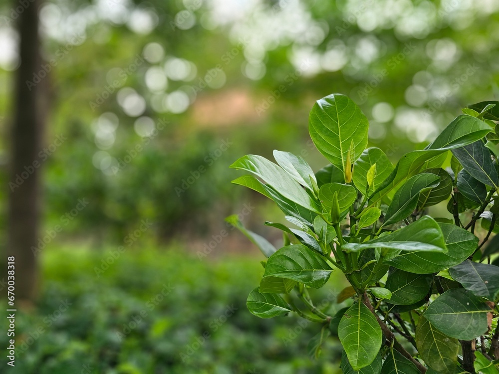 Green jack fruit leaves blurry bokeh background Green jack fruit leaves blurry bokeh background