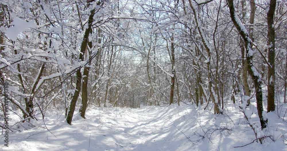 Trees covered in snow in sunny winter day Trees covered in snow in sunny winter day