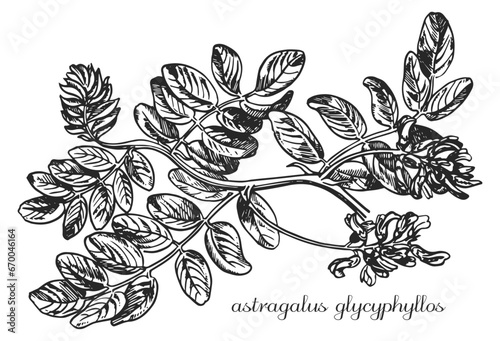 Foto Astragalus, astragalus glycyphyllos