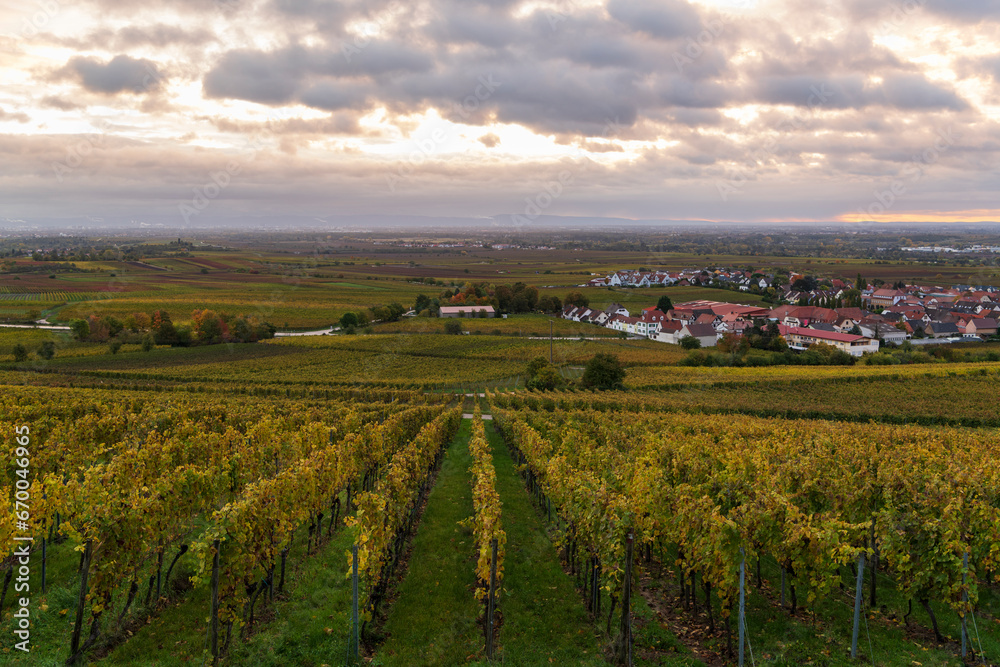 vineyard in autumn vineyard in autumn
