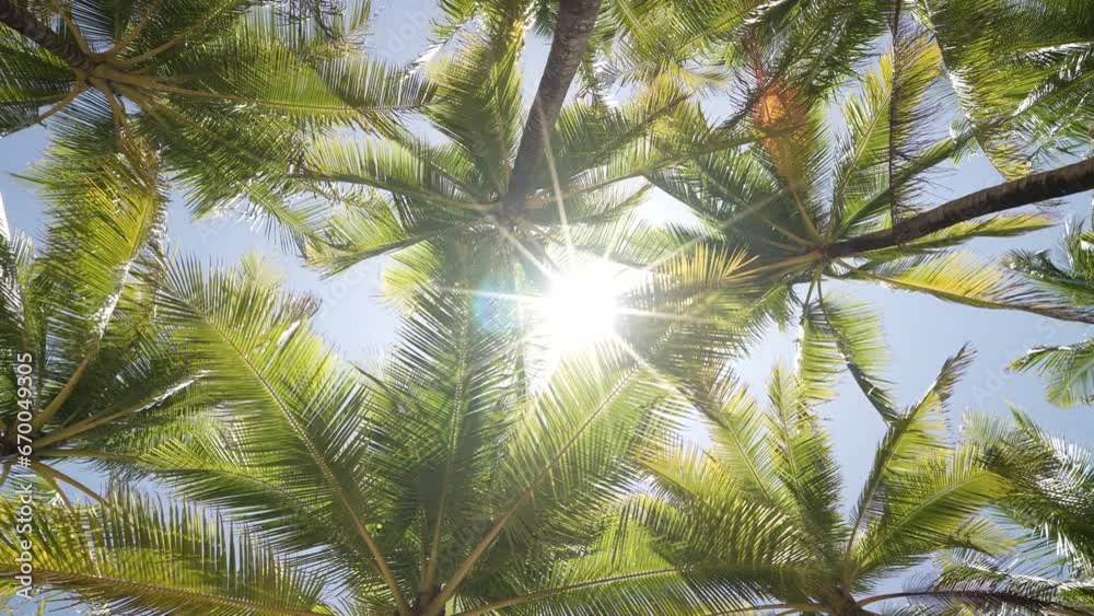 Coconut trees with bright sunny nature background summer vacation concept nature travel.