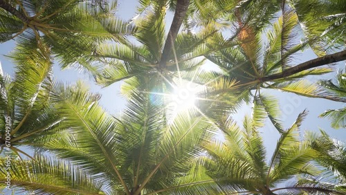 Coconut tree bright sunlight. palm beach. Travel summer nature vacation concept.