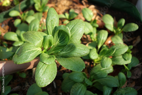 Wallpaper Mural A woman is harvesting pok choy or bok choy in a raise bed.                                    Torontodigital.ca