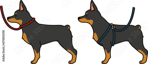 Simple and cute hand drawn Doberman Pinscher dog with leash and harness