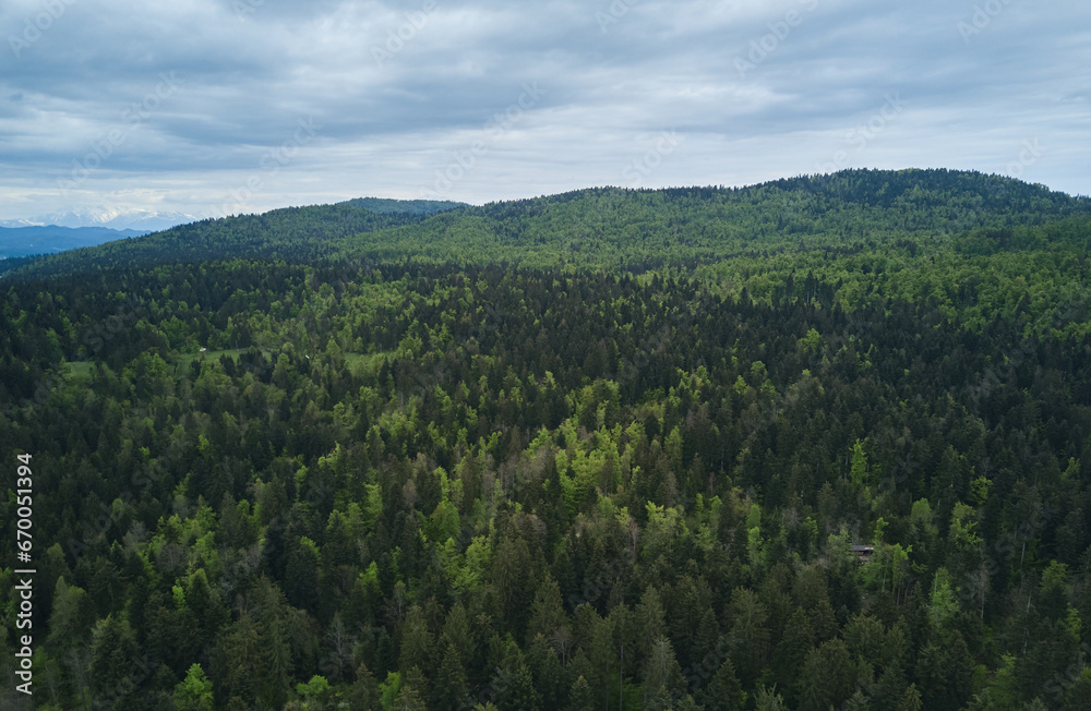Aerial drone photo of a green forest in Slovenian