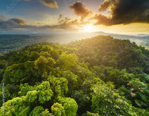 tropical rain forest from above photo