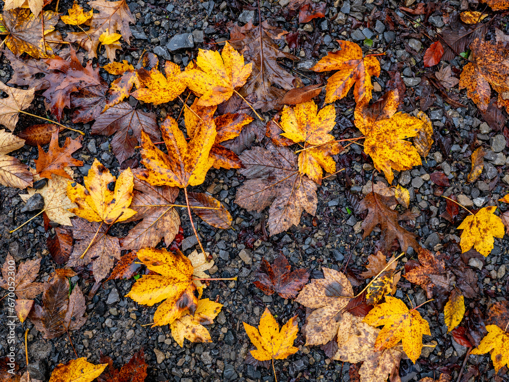 Herbstlaub