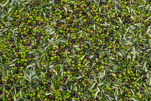 Wallpaper Mural Fresh olive harvest in Costa Blanca region, Alicante, Spain - stock photo Torontodigital.ca
