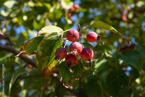 Apple Malus Rudolph tree with dark red apple fruits.