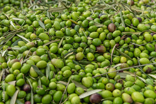 Fresh olive harvest in Costa Blanca region, Alicante, Spain - stock photo