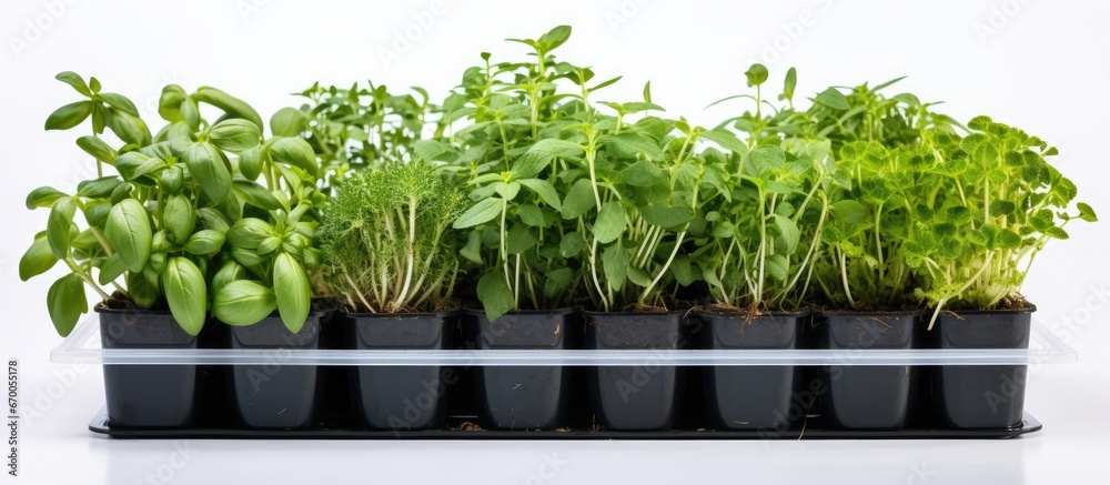 Seedlings of different plants in a plastic container on a white background Hobby gardening at home Seedlings of different plants in a plastic container on a white background Hobby gardening at home