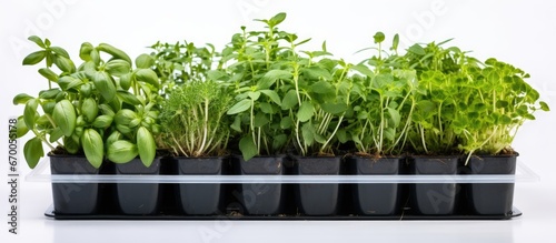 Seedlings of different plants in a plastic container on a white background Hobby gardening at home
