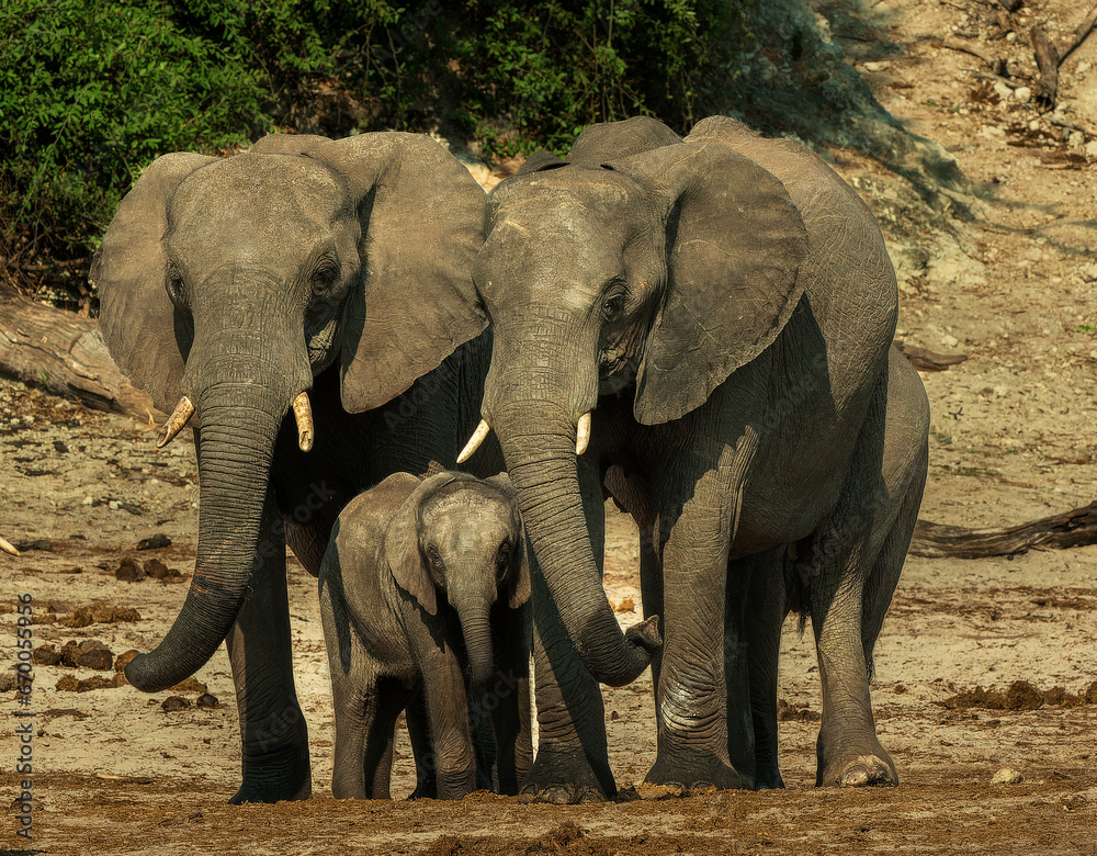 Elephant Family - Loxodonta africana