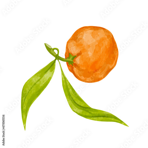 Ripe citrus fruit of tangerine. Vector graphics.