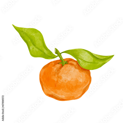 Ripe citrus fruit of tangerine. Vector graphics.