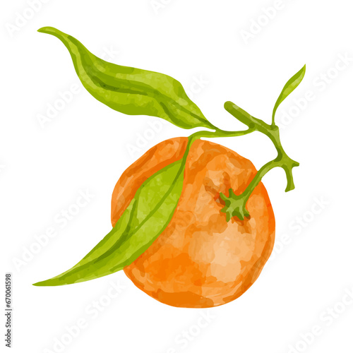 Ripe citrus fruit of tangerine. Vector graphics.