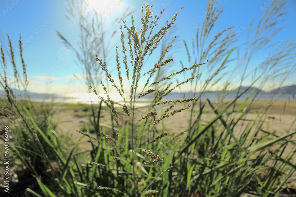 Close-up of Panicum virgatum with the sunlight in the countryside. Wild plant and wild grasses. Nature scene. Close-up of Panicum virgatum with the sunlight in the countryside. Wild plant and wild grasses. Nature scene.