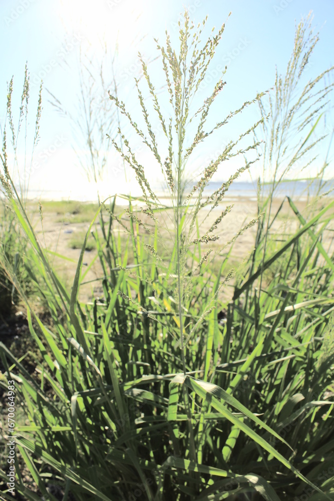 Close-up of Panicum virgatum with the sunlight in the countryside. Wild plant and wild grasses. Nature scene. Close-up of Panicum virgatum with the sunlight in the countryside. Wild plant and wild grasses. Nature scene.