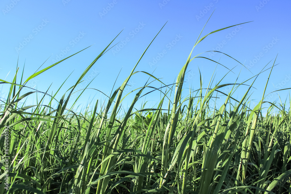 Close-up of the green grasses in the countryside. Rural and nature scene.