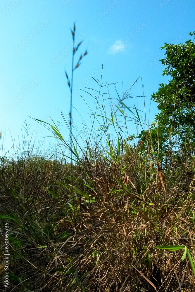 Fototapeta premium Close-up of the green grasses in the countryside. Rural and nature scene.