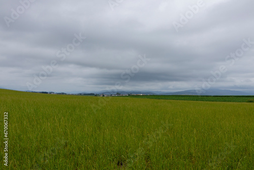 Serenity in Green: Vast Field Under a Cloudy Sky with Mountain Backdrop