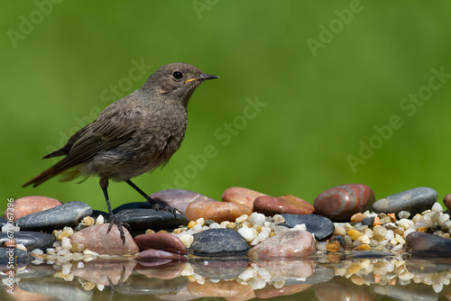 Bird female or young Black Redstart Phoenicurus ochruros small bird on green background photo