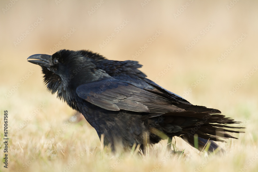 Bird beautiful raven Corvus corax North Poland Europe Bird beautiful raven Corvus corax North Poland Europe
