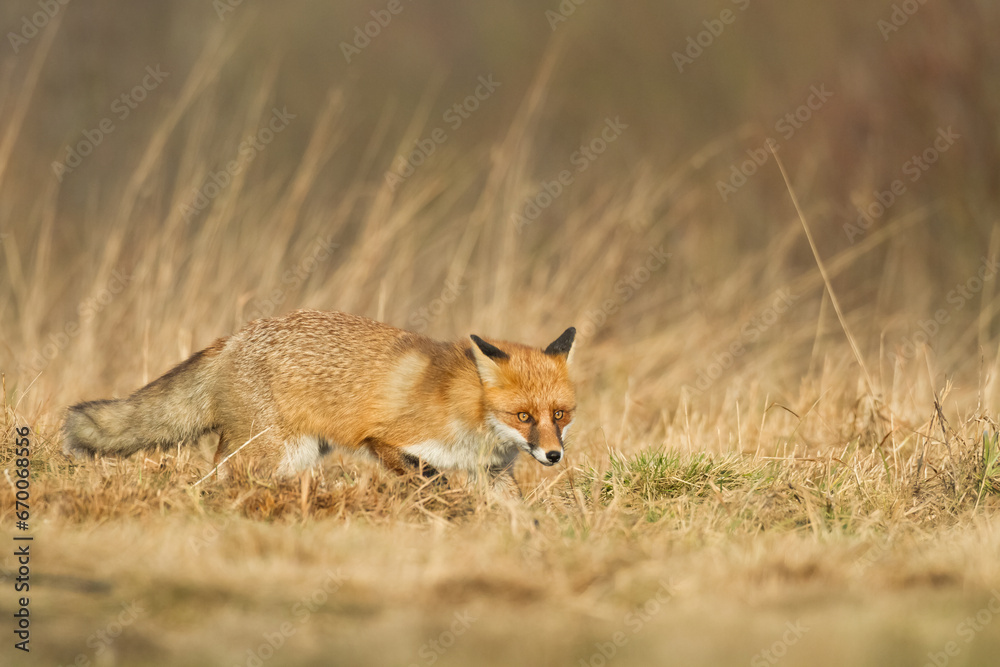 Fox Vulpes vulpes in autumn scenery, Poland Europe, animal walking among autumn meadow Fox Vulpes vulpes in autumn scenery, Poland Europe, animal walking among autumn meadow