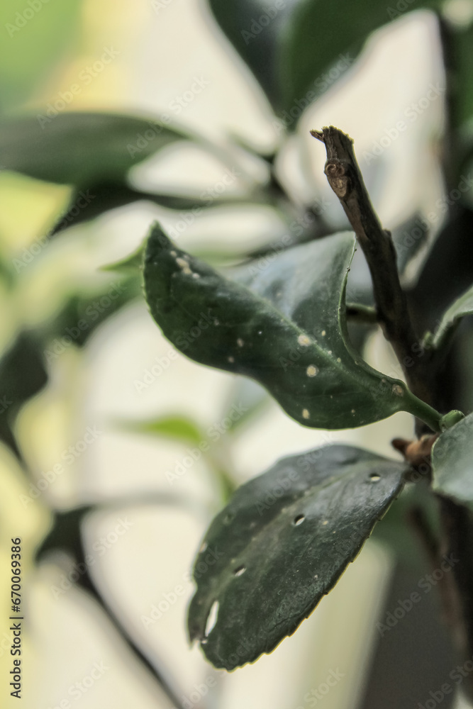 Obraz premium Close-up of the green leaves. Plant concept. Plant and nature.