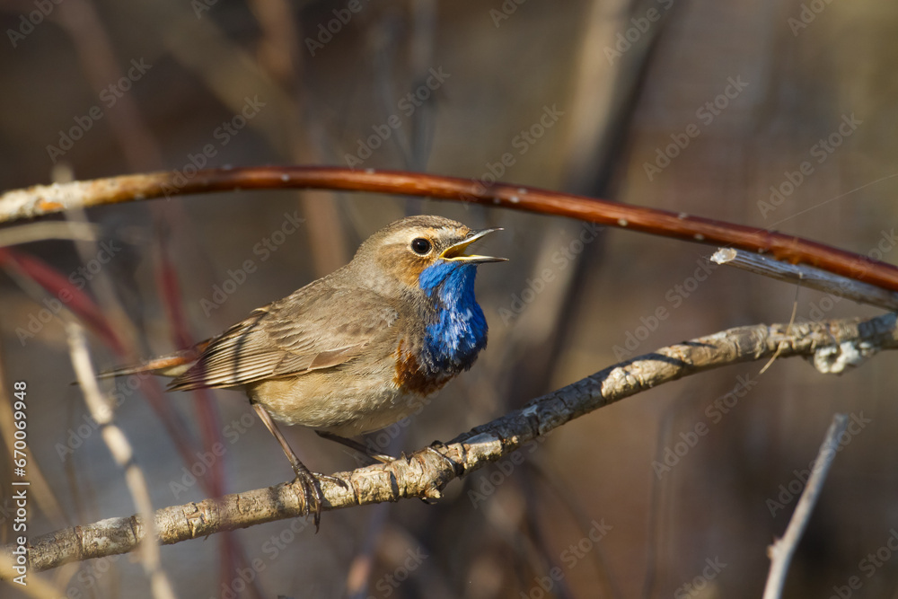 Bird Bluethroat Luscinia svecica migratory small bird singing and perching spring time amazing morning Poland Europe a bird that lives in reeds in river valleys Bird Bluethroat Luscinia svecica migratory small bird singing and perching spring time amazing morning Poland Europe a bird that lives in reeds in river valleys