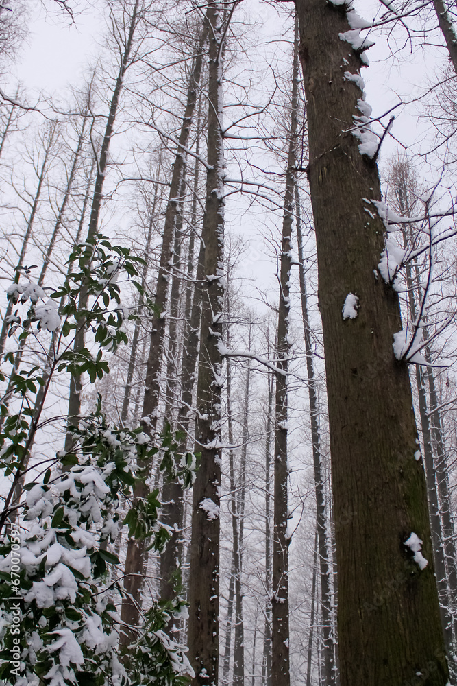 Obraz premium Low angle view of the bare trees in the winter. Tree trunk and nature scene.