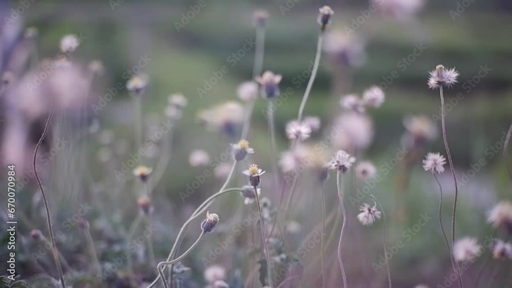 Close up flower with blurred background Close up flower with blurred background