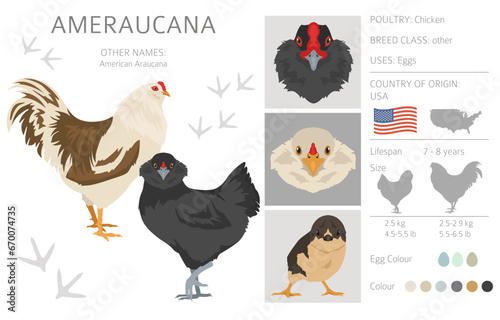 Ameraucana Chicken breeds clipart. Poultry and farm animals. Different colors set