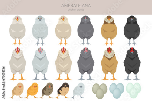 Ameraucana Chicken breeds clipart. Poultry and farm animals. Different colors set