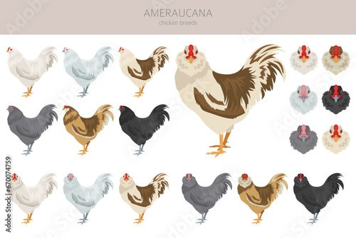 Ameraucana Chicken breeds clipart. Poultry and farm animals. Different colors set