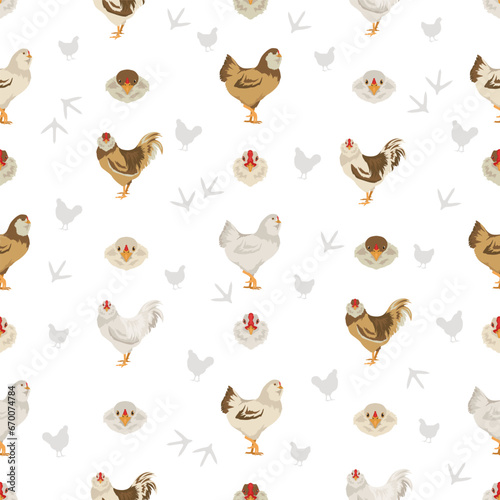 Australorp Chicken breeds seamless pattern. Poultry and farm animals. Different colors set